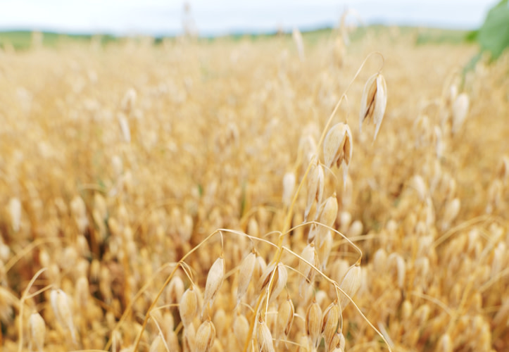 Raw oats